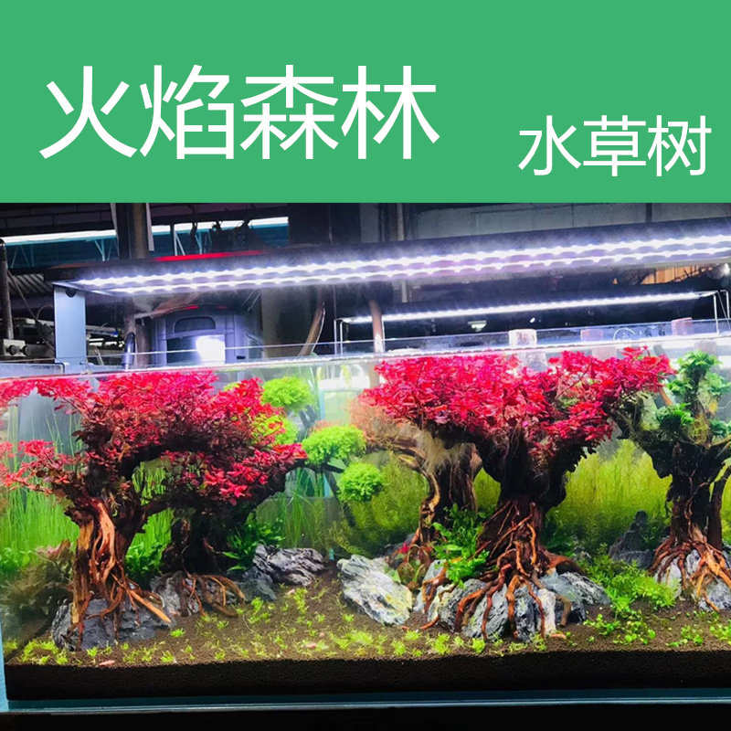 Flame Forest Water Grass Tree Purple Red Clove Tree Fish Tank Building Decoration With Base Tied To Water Grass