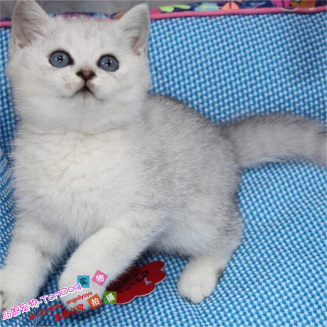 British short silver gradient British short-haired cat domestic purebred cute pet small pet kitten kitten live standing ears blue eyes g