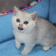 British short silver gradient British short-haired cat domestic purebred cute pet small pet kitten kitten live standing ears blue eyes g