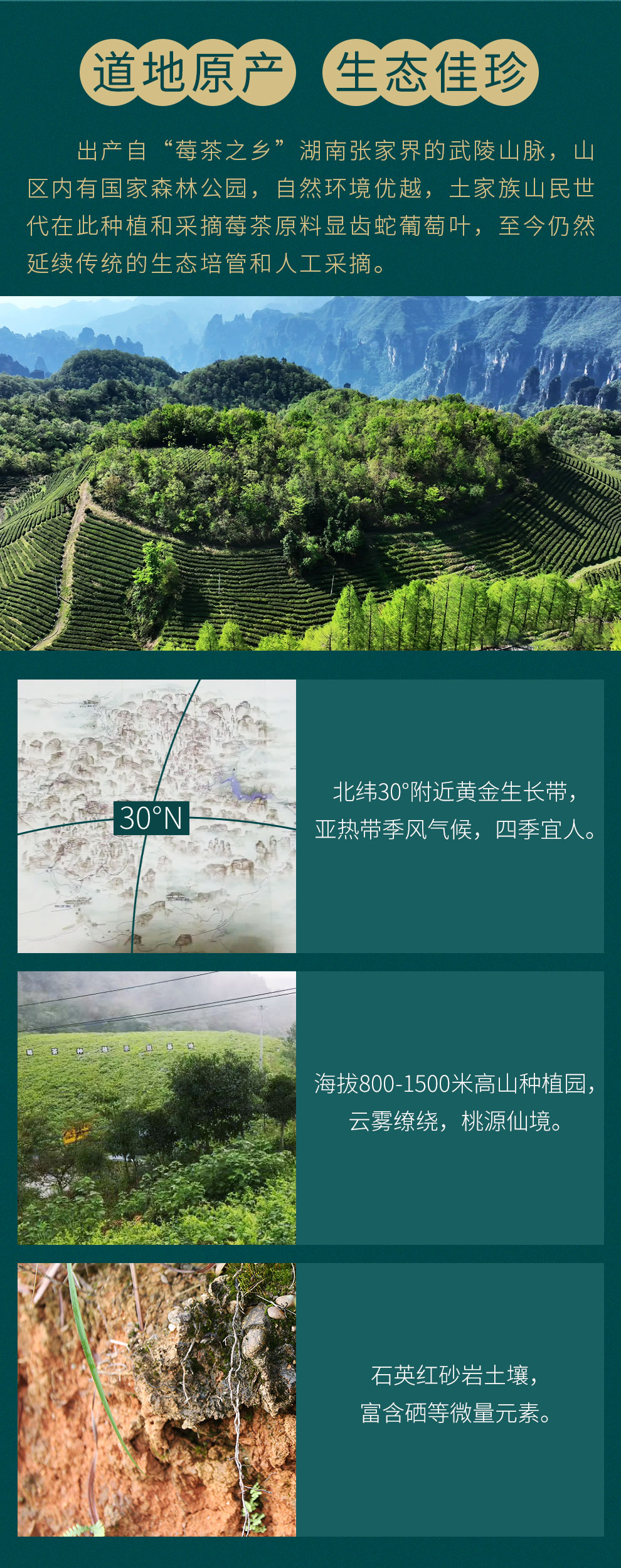 湖南老字号，白沙溪 莓人记 张家界特级野生龙须芽尖莓茶 50g 65元包邮（京东79元） 值值值-买手聚集的地方