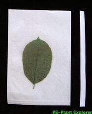 Бумага собственн-уплотнения мешков 植物标本分子材料采集袋