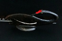 Black Swan Image Cast Iron Bottle Opener Antique Bottle Opener Old Bottle Opener