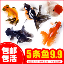 Small fish live red grass goldfish koi small fry ornamental fish small freshwater lucky fish cold water tricolor Dragon Phoenix