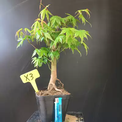 红舞姬嫁接日本红枫盆栽盆景黄金枫小品盆景桩羽毛枫四季红庭