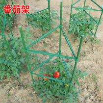 On the new tomato shelf tomato support rack cucumber climbing vine dragon fruit support shelf gardening potted melon and fruit