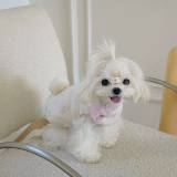 Боуу, посмотри!Это маленький кролик!Зимний мальз, Йорк Лето, гуще, чем одежда для собак с медведем.