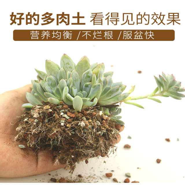 Huili succulent ດິນພິເສດ granular ທາດອາຫານດິນພືດນໍາເຂົ້າ peat ການປູກດິນ paving ແກນໃບໃສ່ດິນບໍລິສຸດການຂົນສົ່ງຟຣີ