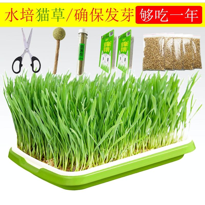 Cat grass hydro cat with puppy oral pot cleaning hair dog cat grass potten cat grass seed