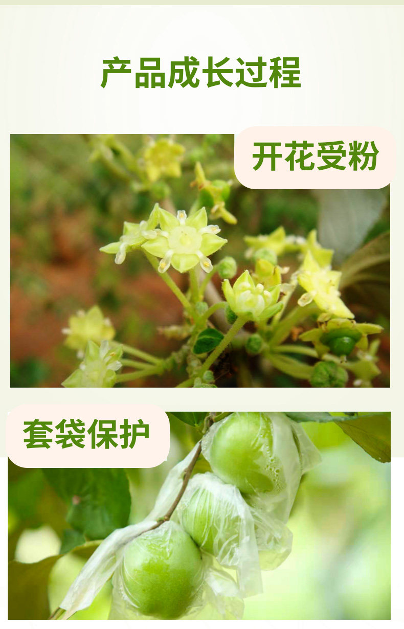 亲果农 牛奶贵妃青枣 5斤 单果50-60g 图6