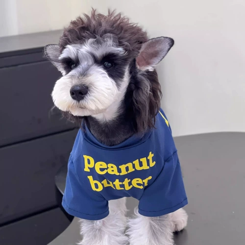 Домашняя кошка и одежда для собак лето чистое хлопок спрятало синюю английскую футболку в помещении.