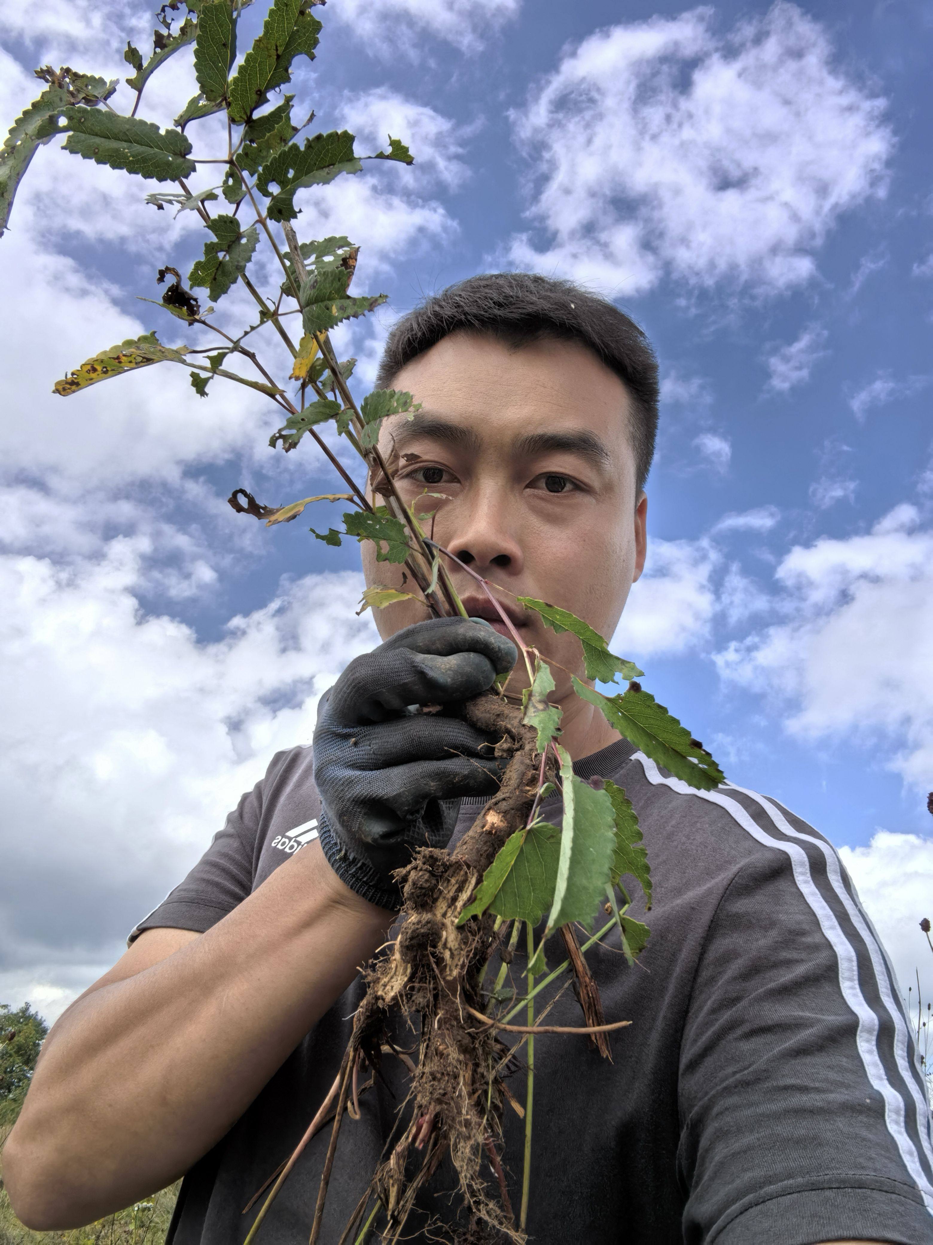 秦岭野生药谷