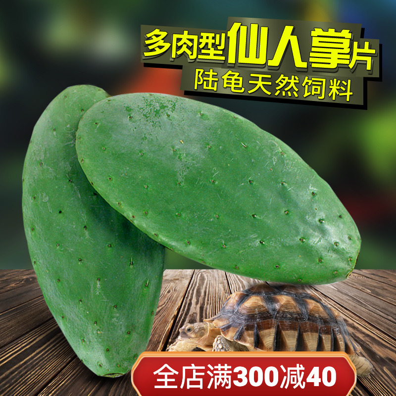 Raising tortoise feed tortoise food fresh and meat without prick - paste - free pesticide - free tortoise natural food source