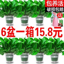 Green potted indoor good living room suction formaldehyde green plant flower hydroponic plant big leaf long Vine Green basket