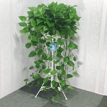 Green plant indoor potted large leaf green basket large flower green planting living room Four Seasons climbing vine hanging wall green Luo good raising