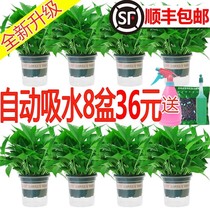 (Shunfeng) In addition to formaldehyde green potted indoor plants flowers green plants new homes household formaldehyde