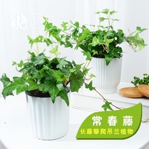 Ivy potted plant hanging orchid plant evergreen vine indoor green plant Office long vine climbing flower