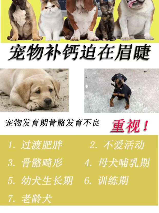 Pet dog cat canxi bột 500g canxi chó cỡ lớn và trung bình bổ sung canxi xương mạnh mẽ Teddy gấu pet - Cat / Dog Health bổ sung sữa cho chó trưởng thành