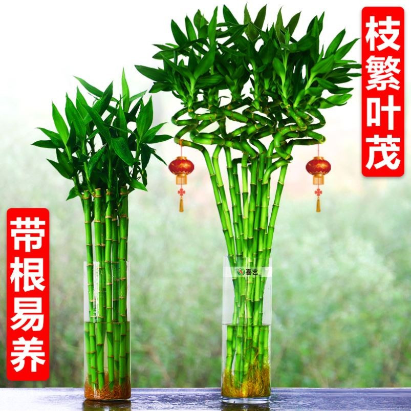 The rich bamboo 80cm Water Training with roots to suction formaldehyde indoor new household for lazy plants