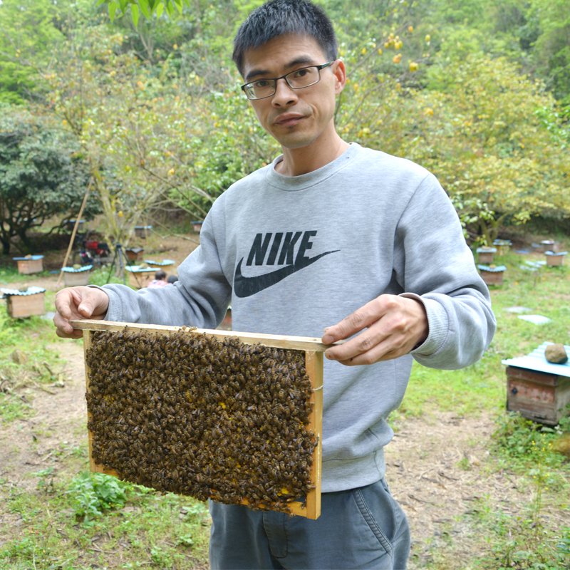 Earth bee Chinese Earth bee swarm Live Earth bee swarm Wild bee Swarm Pure Honey Cage bee species