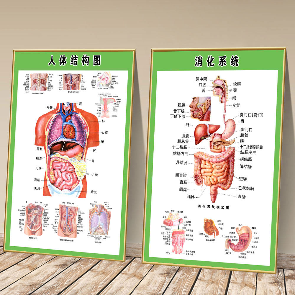 醫用內臟解剖掛圖 全身器官分佈圖 循環系統解剖圖 神經系統示意圖 醫院教學用海報