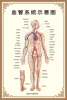 Schematic Diagram of the Vascular System, Human Internal Organs Anatomy Poster, Whole Body Circulation and Endocrine System, Hospital Promotional Display Board Poster