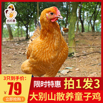 Farm free-range small earth chicken Boy chicken live now kill the ground rooster Moon chicken grass stupid chicken fresh young chicken 3