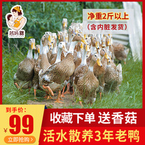 Grandmas three-year-old duck and duck old duck farmhouse loose and fresh and now kill old duck duck meat whole non-frozen