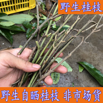 Farmers self-drying wild Cassia traditional Chinese medicine 500g Guangdong Luoding tender Cassia medicinal herbs small Guizhi soup fine Guizhi tip