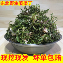 Northeast specialty fresh wild dandelions spring wild vegetables dipped in pickles freshly dug and found 1 serving