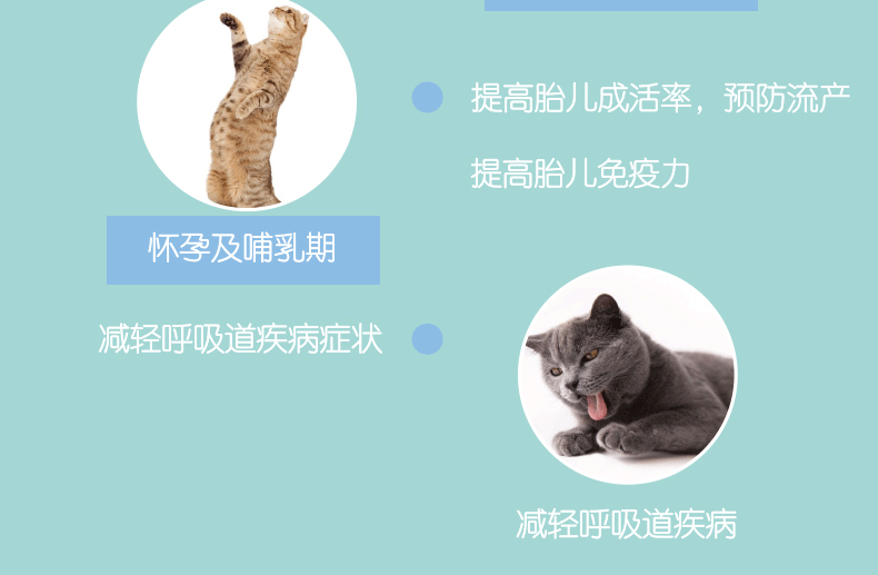 Newberry sức khỏe mèo xức mèo lysine mũi hắt hơi lạnh cúm mèo đặc biệt vật nuôi mèo amoniac mèo - Cat / Dog Health bổ sung sữa mèo sơ sinh