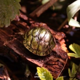 Долголетие черепаха чай домашние животные бронзовые моторные руль на руле.