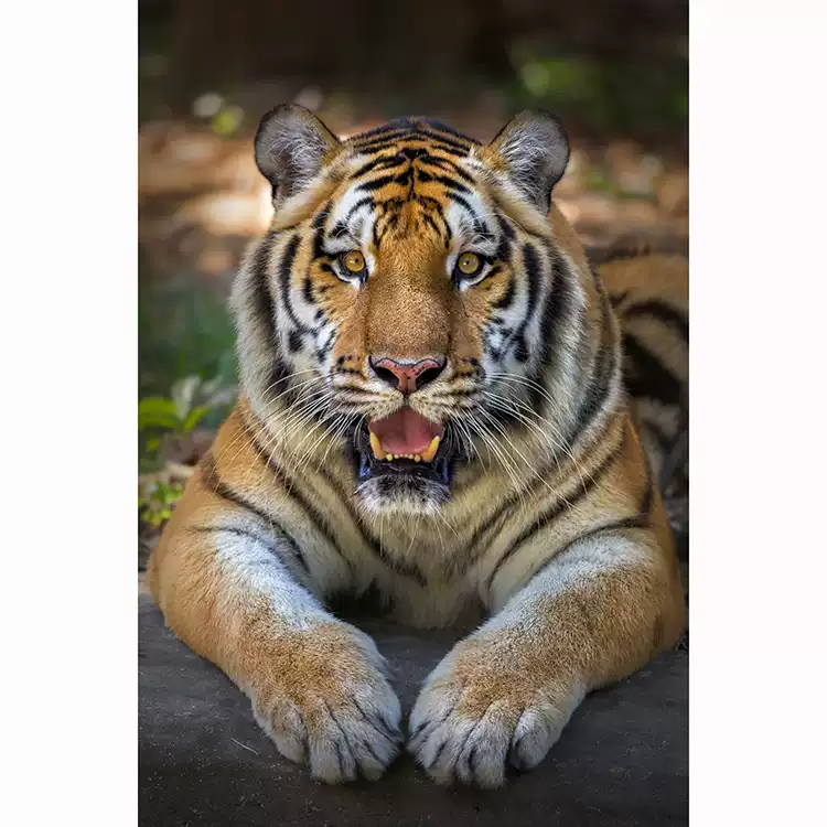 猛虎头像风水装饰画客制化镇宅猛虎布面挂画欧式风格