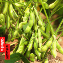 Early-maturing and high-yield large-grain edamame seeds Emerald edamame seeds Farmers spring and autumn sown big green bean seeds easy to grow