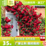 Розовый цветок Мяо Тэн В этом сезоне