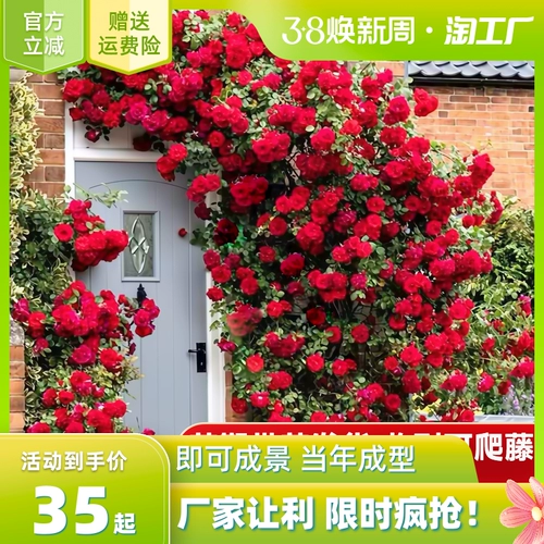 Розовый цветок Мяо Тэн В этом сезоне