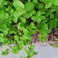 500 зерен+удобрение [купить 2 получить 1 Get 1]