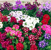 200 зерна красоты вишневых цветов+жир [купить 2 Get 1 Get 1]