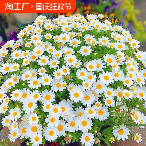 Небольшие семена ромашки сеют цветы текущие цветы в горшках и цветах семена, цветочные семена белый кристалл Хризантема двор для тяжелых лепестков