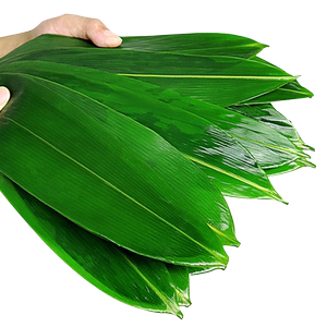粽叶新鲜芦苇叶农家现摘野生大粽叶端午节包粽子清香芦苇叶真空装