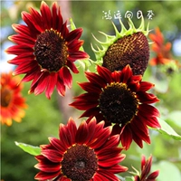 Фортуна подсолнечник 50 Капсулы+удобрения [купить 2 получить 1 Get 1]