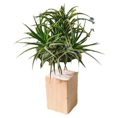 空气凤梨室内室外盆栽春季