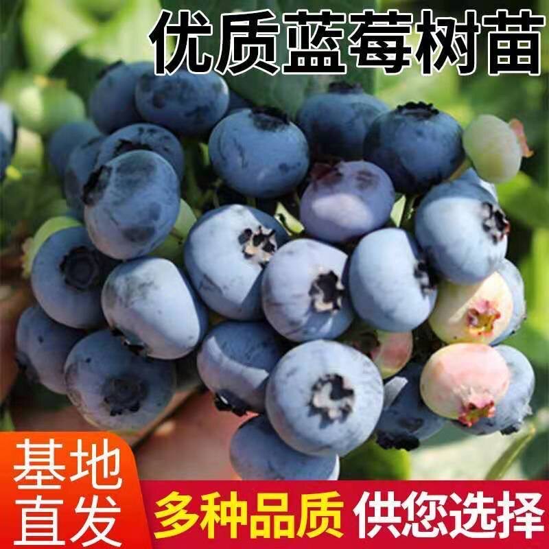 谢顿·夏普体测大揭秘！你的数据能跑赢AI吗？‍♂️