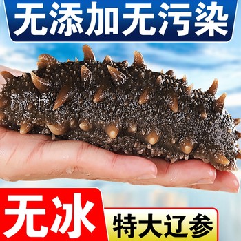 Fresh ready-to-eat sea cucumber, wild changdao sea cucumber, 500g fresh and dry goods, dalian gift box, frozen aquatic products