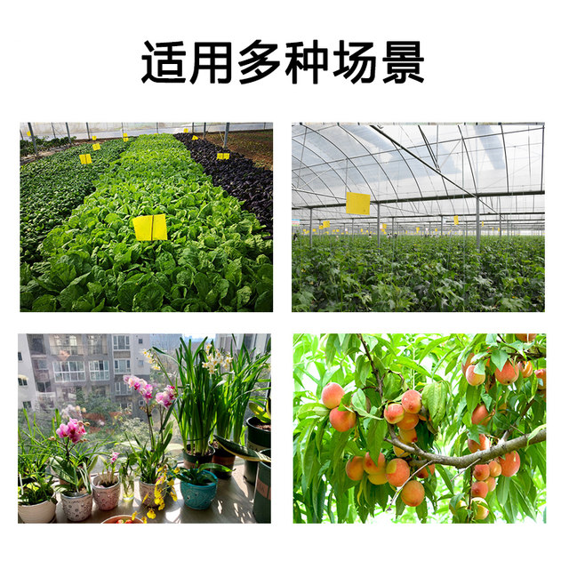 Sticky insect board greenhouse special yellow board double-sided small black fly trap insect trap board sticker agricultural home garden