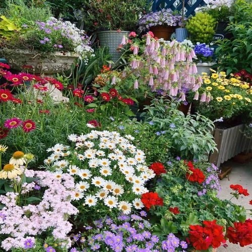 Семена семян цветов, семена цыпленка, цветы с четырьмя сезонами, белые кристаллические семена хризантема, семена ромашки цветов 孑 Цветы