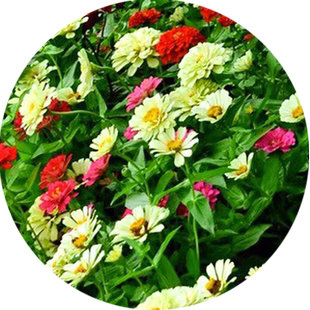 百日草花籽四季开花百日菊种子盆栽野花组合花种籽子播种庭院种植