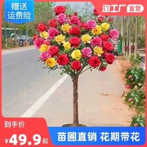 [树桩月季棒棒糖树状玫瑰四季开花苗特大高杆盆栽花卉庭院植物阳台]