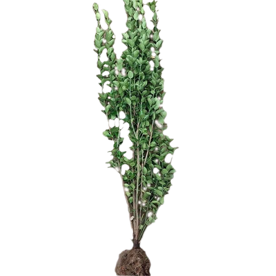 四季常青冬青苗绿化|千人加购