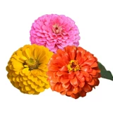 Семена циннии, комбинация полевых цветов, семена циннии с двойными лепестками, простые в жизни семена цветов, посев в горшках для двора, балкона