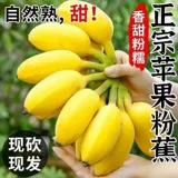 【Pure Sweet】 Authentic Apple � 单单 банановый порошок банановый сезонный фрукты без фруктов.